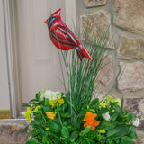 GD-STAKECARDINAL
