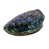OT-ABALONEPOLISHED