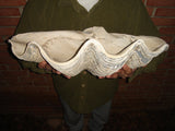 OT-CLAMSHELL