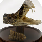 OT-RATTLESNAKE