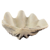 OT-SMALLCLAM