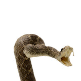 OT-STIFFSNAKE