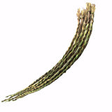 OT-SWEETGRASS