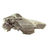 Rustic Weathered Animal Skull