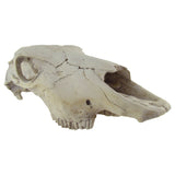 Rustic Weathered Animal Skull