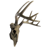 HD-DEERSKULL