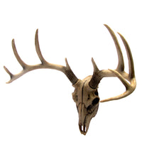 HD-DEERSKULL