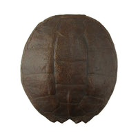 Full Grown Large Sea Turtle Shell Wall Decor