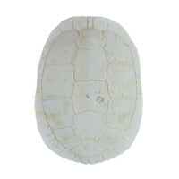 Cast Sea Turtle Shell Wall Decor