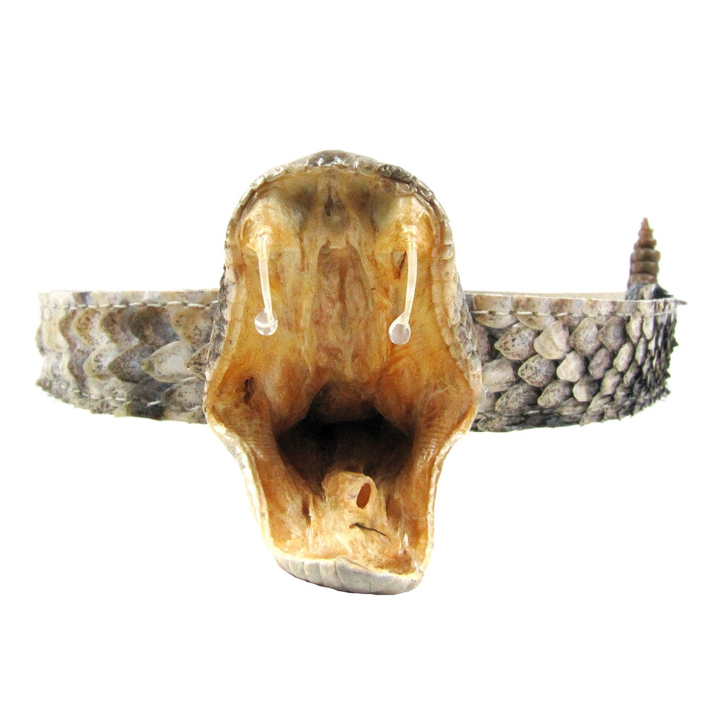 Genuine Rattlesnake Hat band with rattle. - Spencer's Western World