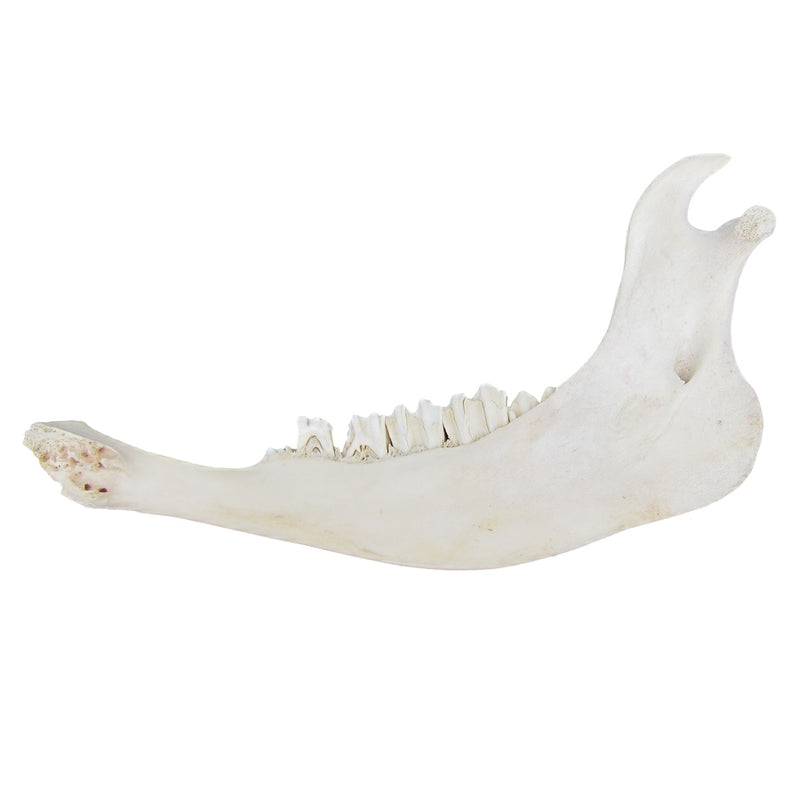 Authentic American Bison Jawbone Genuine Buffalo Bull Teeth Real Cow Taxidermy