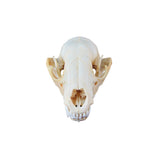 OT-SKULLRACCOON
