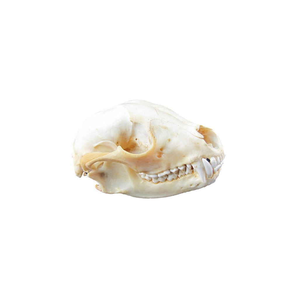 OT-SKULLRACCOON