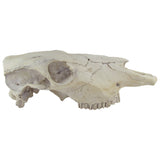 Rustic Weathered Animal Skull