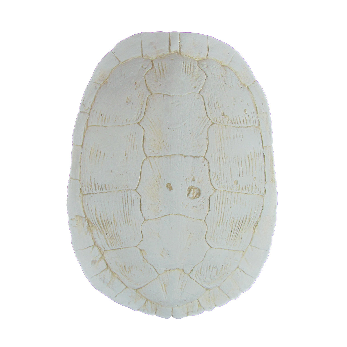 Cast Sea Turtle Shell Wall Decor | TreasureGurus