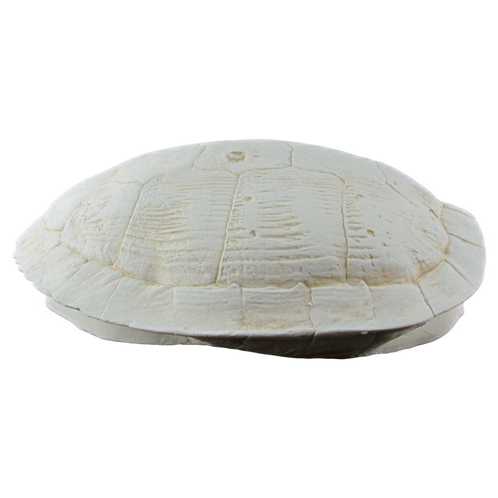Cast Sea Turtle Shell Wall Decor | TreasureGurus